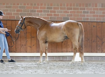 Poni alemán, Caballo castrado, 3 años, 143 cm, Bayo