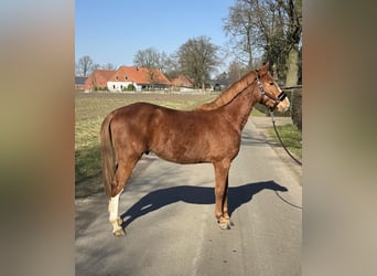 Poni alemán, Caballo castrado, 3 años, 144 cm, Alazán