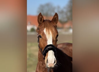 Poni alemán, Caballo castrado, 3 años, 144 cm, Alazán