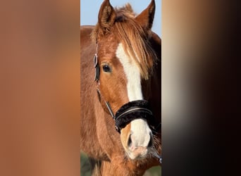 Poni alemán, Caballo castrado, 3 años, 144 cm, Alazán