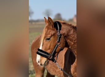 Poni alemán, Caballo castrado, 3 años, 144 cm, Alazán