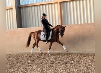 Poni alemán, Caballo castrado, 3 años, 144 cm, Alazán