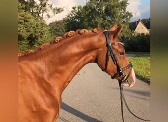 Poni alemán, Caballo castrado, 3 años, 144 cm, Alazán