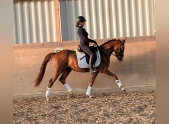 Poni alemán, Caballo castrado, 3 años, 144 cm, Alazán
