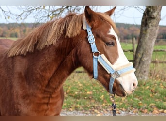 Poni alemán Mestizo, Caballo castrado, 3 años, 144 cm, Alazán