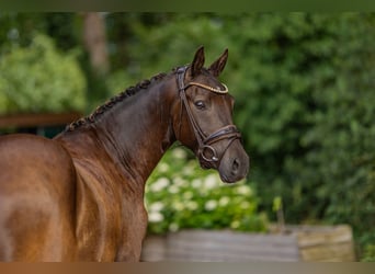 Poni alemán, Caballo castrado, 3 años, 144 cm, Buckskin/Bayo
