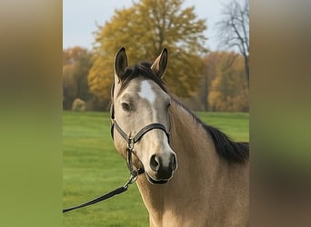 Poni alemán, Caballo castrado, 3 años, 144 cm, Buckskin/Bayo