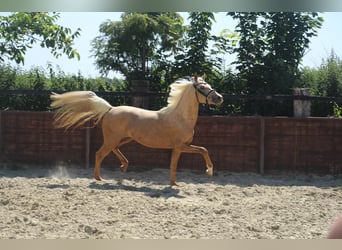 Poni alemán, Caballo castrado, 3 años, 144 cm