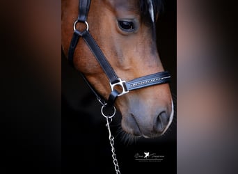 Poni alemán, Caballo castrado, 3 años, 144 cm, Castaño