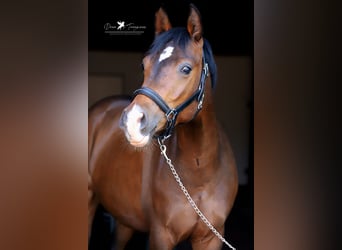 Poni alemán, Caballo castrado, 3 años, 144 cm, Castaño