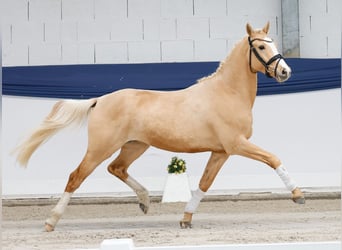 Poni alemán, Caballo castrado, 3 años, 144 cm, Palomino