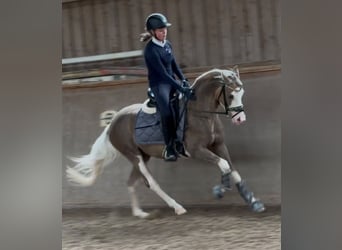 Poni alemán, Caballo castrado, 3 años, 144 cm, Palomino