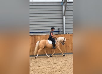 Poni alemán, Caballo castrado, 3 años, 144 cm, Palomino