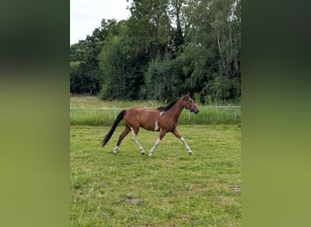Poni alemán, Caballo castrado, 3 años, 144 cm, Pío