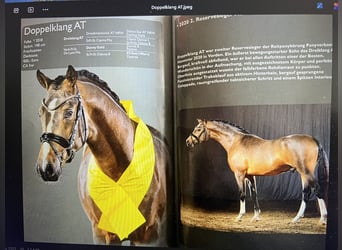 Poni alemán, Caballo castrado, 3 años, 145 cm, Alazán