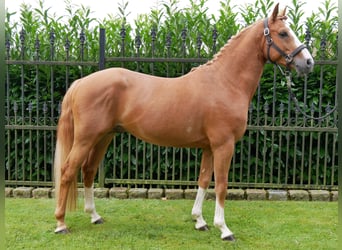 Poni alemán, Caballo castrado, 3 años, 145 cm, Alazán