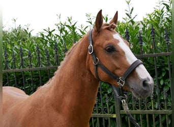 Poni alemán, Caballo castrado, 3 años, 145 cm, Alazán