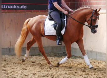 Poni alemán, Caballo castrado, 3 años, 145 cm, Alazán