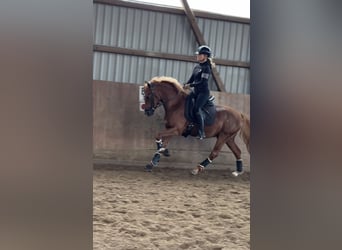 Poni alemán, Caballo castrado, 3 años, 145 cm, Alazán-tostado