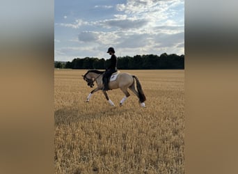 Poni alemán, Caballo castrado, 3 años, 145 cm, Bayo