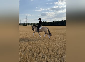 Poni alemán, Caballo castrado, 3 años, 145 cm, Bayo