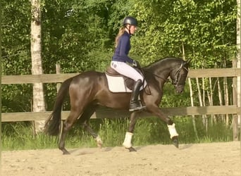 Poni alemán, Caballo castrado, 3 años, 145 cm, Bayo