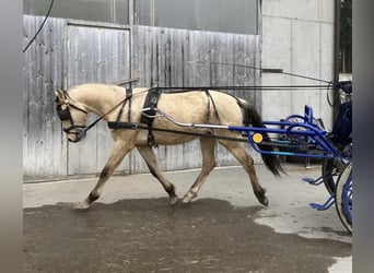 Poni alemán, Caballo castrado, 3 años, 145 cm, Bayo