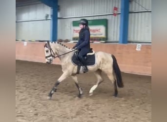 Poni alemán, Caballo castrado, 3 años, 145 cm, Bayo