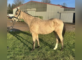 Poni alemán, Caballo castrado, 3 años, 145 cm, Bayo