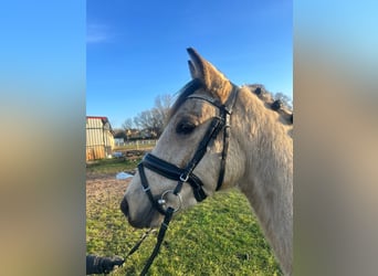 Poni alemán, Caballo castrado, 3 años, 145 cm, Bayo