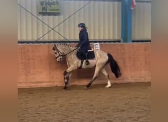 Poni alemán, Caballo castrado, 3 años, 145 cm, Bayo