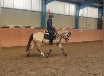 Poni alemán, Caballo castrado, 3 años, 145 cm, Bayo