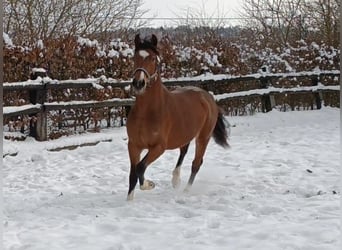 Poni alemán, Caballo castrado, 3 años, 145 cm, Castaño