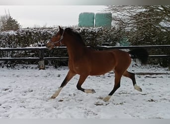 Poni alemán, Caballo castrado, 3 años, 145 cm, Castaño