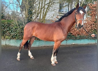 Poni alemán, Caballo castrado, 3 años, 145 cm, Castaño