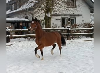 Poni alemán, Caballo castrado, 3 años, 145 cm, Castaño