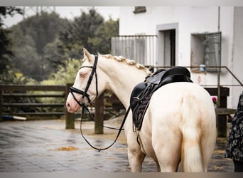 Poni alemán, Caballo castrado, 3 años, 145 cm, Cremello