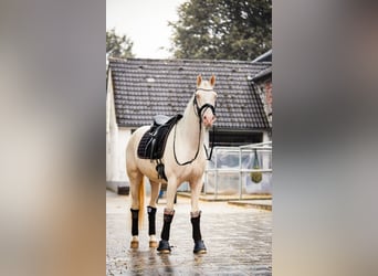 Poni alemán, Caballo castrado, 3 años, 145 cm, Cremello