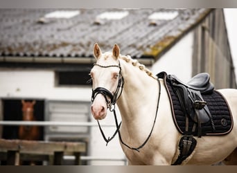 Poni alemán, Caballo castrado, 3 años, 145 cm, Cremello