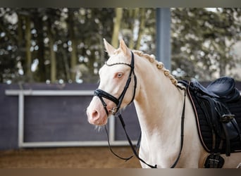 Poni alemán, Caballo castrado, 3 años, 145 cm, Cremello