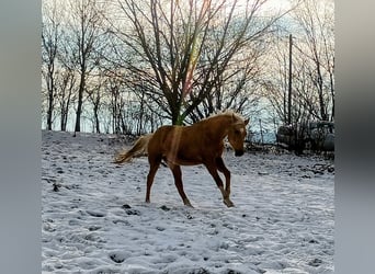 Poni alemán, Caballo castrado, 3 años, 145 cm, Palomino