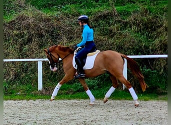 Poni alemán, Caballo castrado, 3 años, 146 cm, Alazán