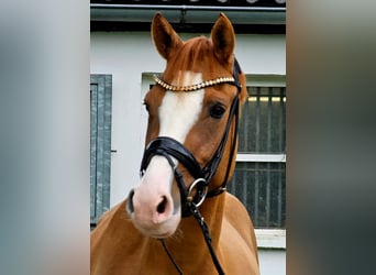 Poni alemán, Caballo castrado, 3 años, 146 cm, Alazán
