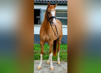 Poni alemán, Caballo castrado, 3 años, 146 cm, Alazán