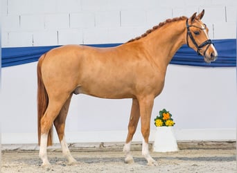 Poni alemán, Caballo castrado, 3 años, 146 cm, Alazán