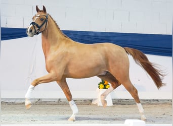 Poni alemán, Caballo castrado, 3 años, 146 cm, Alazán