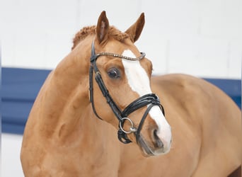 Poni alemán, Caballo castrado, 3 años, 146 cm, Alazán