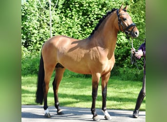 Poni alemán, Caballo castrado, 3 años, 146 cm, Bayo