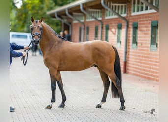 Poni alemán, Caballo castrado, 3 años, 146 cm, Bayo