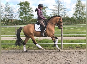 Poni alemán, Caballo castrado, 3 años, 146 cm, Bayo